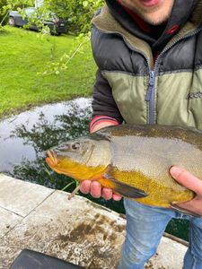 Tench
