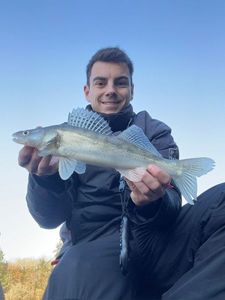 Zander