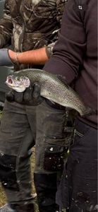 Rainbow Trout