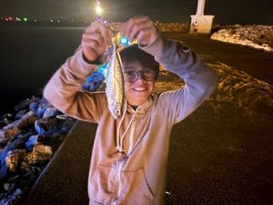 Greenback Horse Mackerel