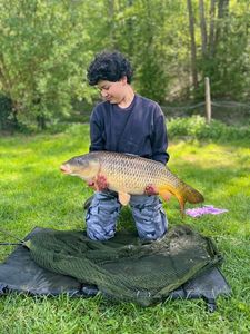 Common Carp