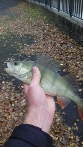 European Perch