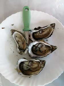 Pacific Oyster