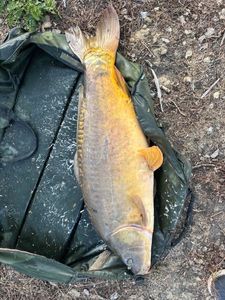 Leather Carp