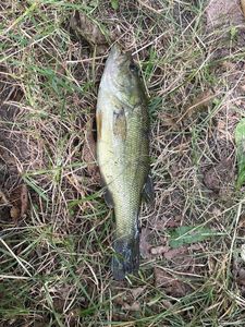 Largemouth Bass