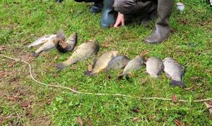 Common Carp