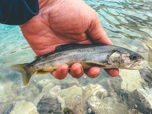 Arctic Char