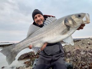 European Bass (Seabass)