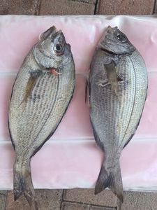 Black Seabream