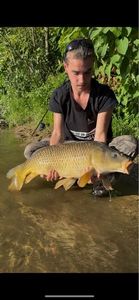 Common Carp