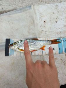 Roach