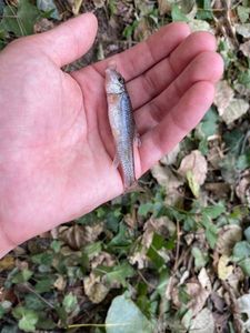 Gudgeon
