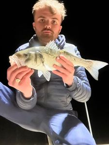 European Bass (Seabass)