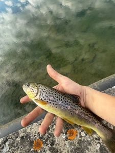 Brown Trout