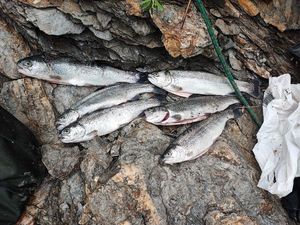 Rainbow Trout