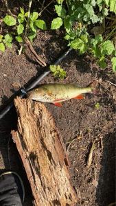 European Perch