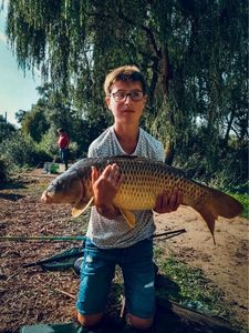 Common Carp