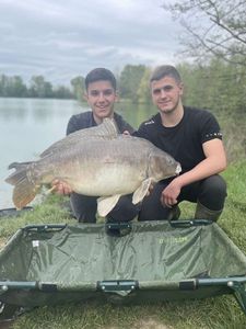 Common Carp