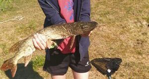 Northern Pike