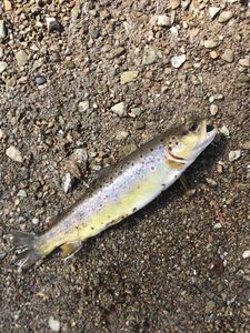 Brown Trout