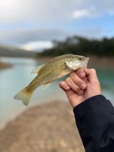 Largemouth Bass