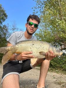 Common Carp