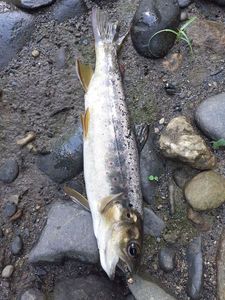 Brown Trout