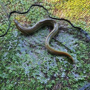 European Eel (Common Eel)