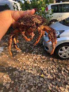 European Spider Crab