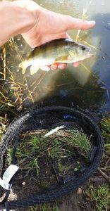 Yellow Perch