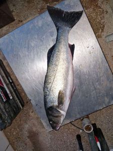 European Bass (Seabass)