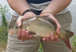 Mirror Carp