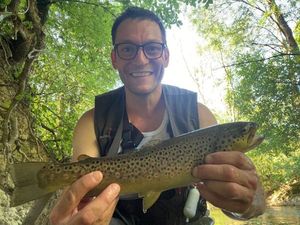 Brown Trout