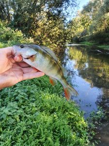 European Perch
