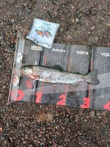 Rainbow Trout