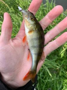 European Perch