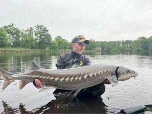 Sturgeon