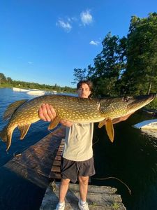 Northern Pike