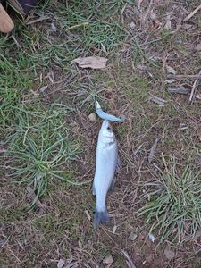 European Bass (Seabass)