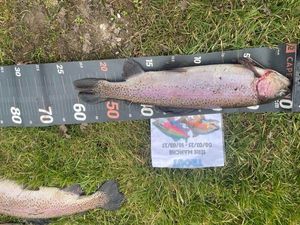 Rainbow Trout