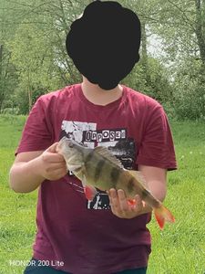 European Perch