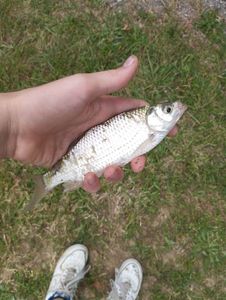 Roach