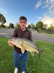 Largemouth Bass