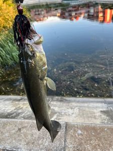 Largemouth Bass