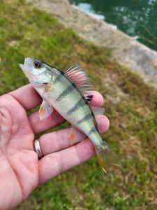 European Perch