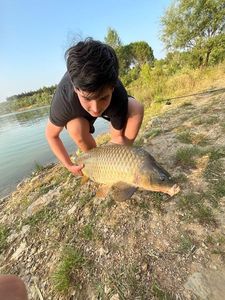 Common Carp