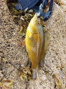 Ballan Wrasse