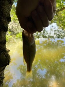 Largemouth Bass