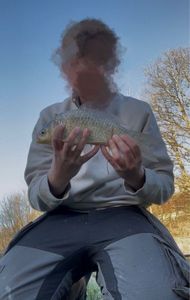 Crucian Carp