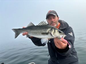 European Bass (Seabass)